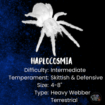 Haplocosmia himalayana (Himalayan Earth Tiger Tarantula) 0.5"