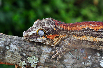 Super Stripe Gargoyle Gecko - SG071524