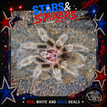 Grammostola porteri (now rosea) (Chilean Rose-Hair Tarantula) 0.5-0.75" STARS SALE
