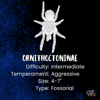 Ornithoctoninae sp "Phan Cay Red" (Purple Blaze Tree Spider) 2” FEMALE