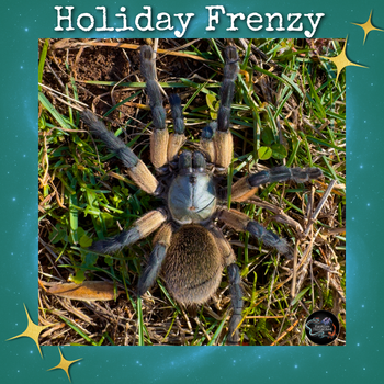 Monocentropus balfouri (Socotra Island Blue Baboon Tarantula) 0.5-0.75"