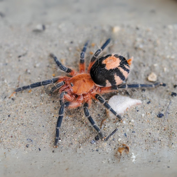 Cyriocosmus perezmilesi (Bolivian Dwarf Beauty Tarantula) 0.25"
