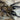 Chilobrachys sp. 'Cambodia Blue' (Cambodia Earth Tiger Tarantula) *NEW*
