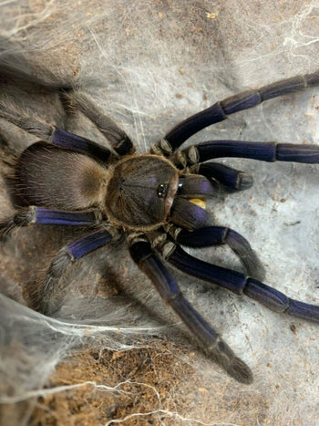 Chilobrachys sp. 'Cambodia Blue' (Cambodia Earth Tiger Tarantula) *NEW*