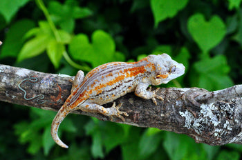 Orange Stripe Gargoyle Gecko - SG110324