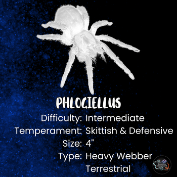 Phlogiellus sp 'rusty legs' Tarantula 0.5"