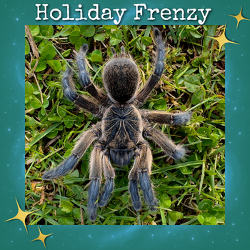 Harpactira pulchripes (Golden Blue Leg Baboon Tarantula) 0.75"+