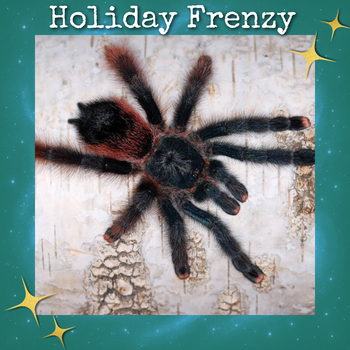 Avicularia braunshauseni (Goliath Pink Toe Tarantula) 0.5-0.75