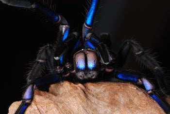 Chilobrachys natanicharum (Electric Blue Tarantula) 2"+ FEMALE