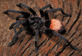 Hemirrhagus sp. larki tarantula, 1 inch.