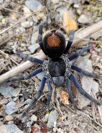 Hapalotremus hananqheswa (Peruvian Blue Femur Tarantula)
