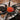 Harmonicon oiapoqueae, French Guianan Red and Black Curtain-web spider.