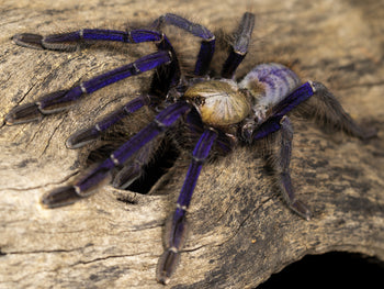 Omothymus violaceopes, Singapore Blue tarantula.