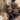 Heterothele villosella, Tanzanian Chestnut Baboon tarantula.