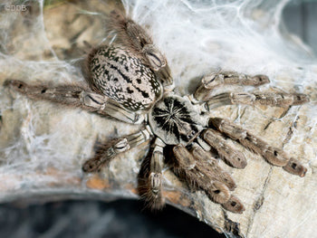 Heteroscodra maculata (Togo Starburst Baboon Tarantula) MALE