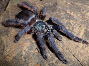 Tapinauchenius plumipes (Purple Tree Spider)
