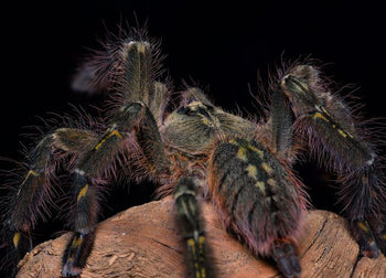 Poecilotheria rufilata, Red Slate Ornamental tarantula, female.