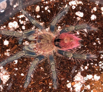 Thrixopelma ockerti, Peruvian Flame Rump tarantula.
