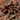 Hapalopus guerreroi, Gothic Pumpkin Patch tarantula.