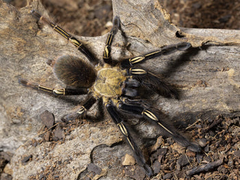 Ephebopus murinus (Skeleton Leg Tarantula) 0.5-0.75"