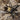 Ephebopus murinus, Skeleton Leg tarantula.