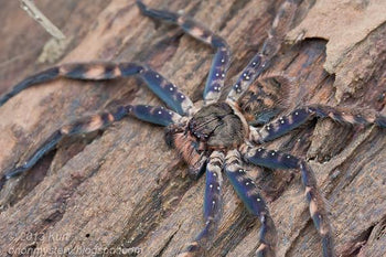 Heteropoda lunula (Purple Huntsman Spider) 0.33"