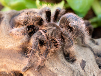 Tliltocatl albopilosus, Nicaraguan Curly Hair tarantula.