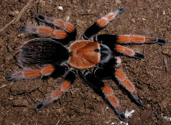 Aphonopelma bicoloratum, Mexican Blood Leg tarantula.