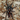 Hapalopus sp "Fire Patch" Tarantula
