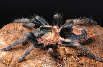 Cardiopelma mascatum (Oaxaca Dwarf Tarantula)