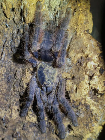 Tapichunus sp. 'Yasuni' (Red & Purple Tree Tarantula)