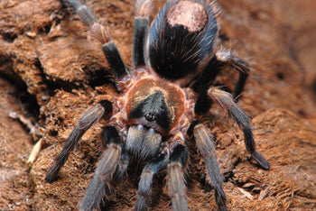 Cardiopelma mascatum (Oaxaca Dwarf Tarantula)
