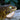 GTB x Purple Snowflake Leachanis Gecko LE2021