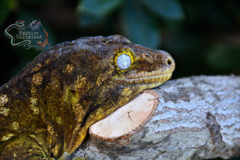 GTB x Purple Snowflake Leachanis Gecko LE2021