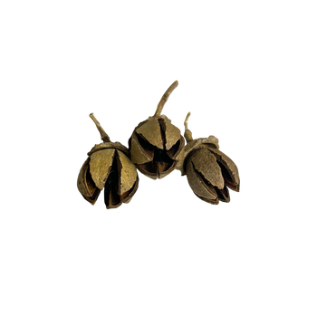 Ala Pods
