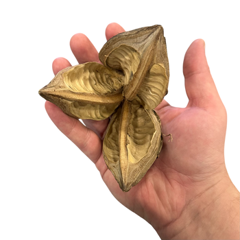 Large Star Pods