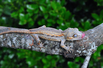 Orange Stripe Gargoyle - SG082924