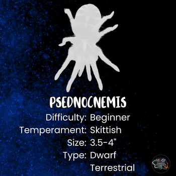 Psednocnemis brachyramosa (Malaysian Blue Femur Tarantula) 0.5"