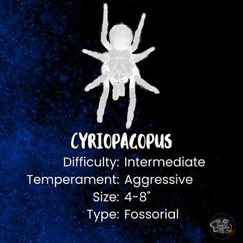 Cyriopagopus minax "Big Black' (Thai Earth Tiger Tarantula) 0.5-0.75"