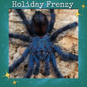 Avicularia geroldi (Royal Blue Pink Toe Tarantula) 0.75-1”