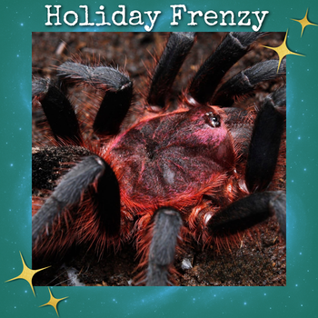 Bumba sp. 'Tapajos' (Tapajos Pink Head Tarantula) about 1.5"