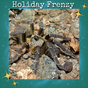 Ceratogyrus darlingi (Rear Horned Baboon Tarantula) 0.75-1"