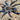 Cyriopagopus lividus, Cobalt Blue tarantula, male, 2 inches.
