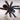 Avicularia braunshauseni, Goliath Pink Toe tarantula.