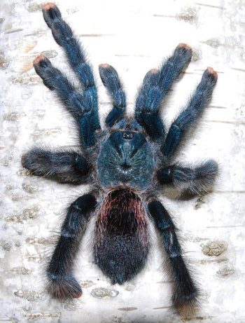 Avicularia avicularia, Guyana Pink Toe tarantula.