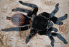 Tliltocatl vagans (Mexican Red Rump)