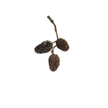 Alder Cones