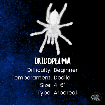 Iridopelma hirsutum (Amazon Ribbed Tarantula) 0.75"
