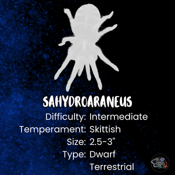 Sahydroaraneus raja (Indian Blue Dwarf Tarantula) *RARE*