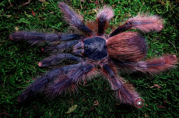 Avicularia sp. Tucurui tarantula.